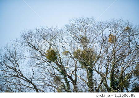 幸運のヤドリギ 112600399