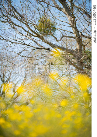 ヤドリギと菜の花 112600469