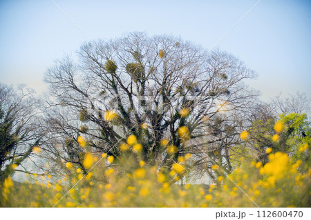 ヤドリギと菜の花 112600470
