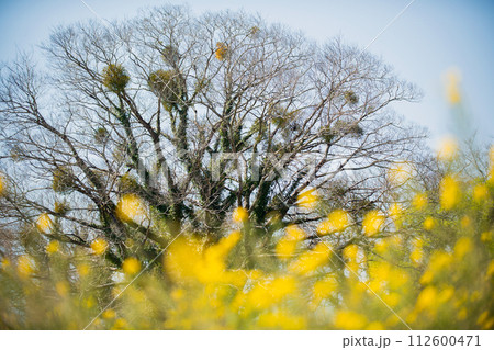 ヤドリギと菜の花 112600471
