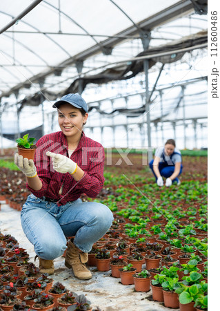 Young woman holding flower pot with peppermint 112600486