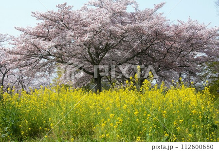 菜の花と桜の競演 112600680