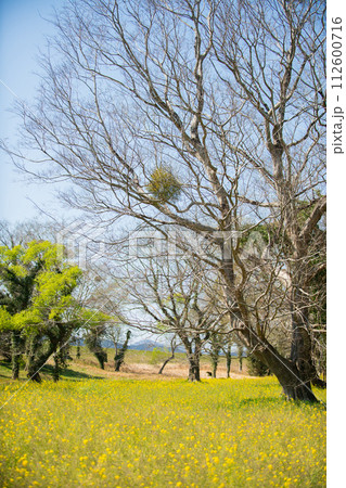 花言葉 私にキスして 花言葉 私にキスして 112600716