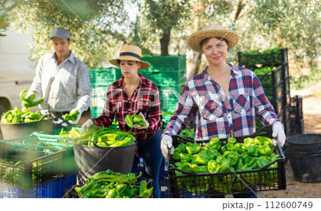 Young woman professional farmer holding crate full of bell peppers in farm field Young woman professional farmer holding crate full of bell peppers in farm field 112600749