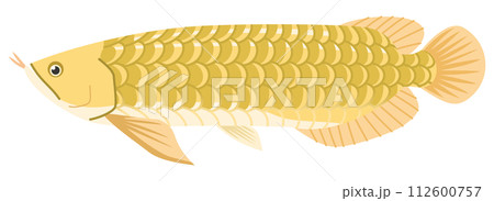 大型古代魚アロワナのイメージイラスト 大型古代魚アロワナのイメージイラスト 112600757