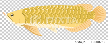 大型古代魚アロワナのイメージイラスト 大型古代魚アロワナのイメージイラスト 112600757
