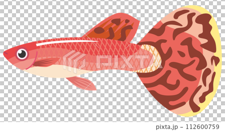 Image illustration of red tropical fish guppy 112600759