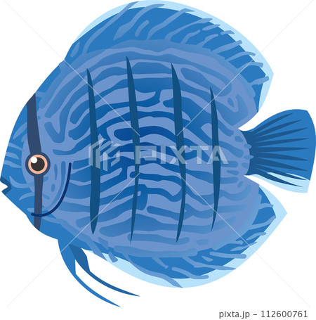 青色の熱帯魚ディスカスのイメージイラスト 青色の熱帯魚ディスカスのイメージイラスト 112600761