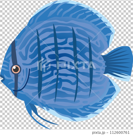 青色の熱帯魚ディスカスのイメージイラスト 青色の熱帯魚ディスカスのイメージイラスト 112600761