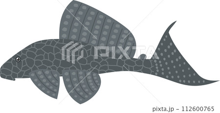 観賞用熱帯魚プレコのイメージイラスト 112600765