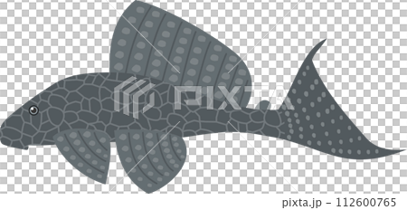 観賞用熱帯魚プレコのイメージイラスト 112600765