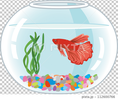 水槽で泳いている熱帯魚ベタのイメージイラスト 112600766