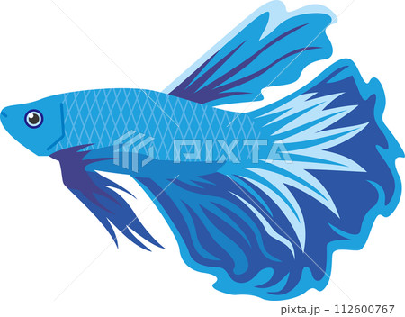 青色熱帯魚ベタのイメージイラスト 青色熱帯魚ベタのイメージイラスト 112600767
