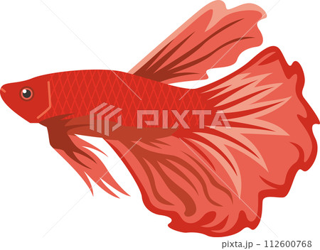 赤色熱帯魚ベタのイメージイラスト 112600768