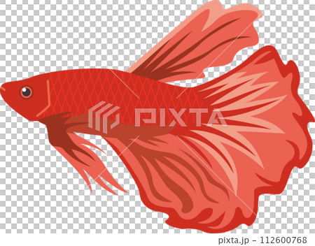 赤色熱帯魚ベタのイメージイラスト 112600768