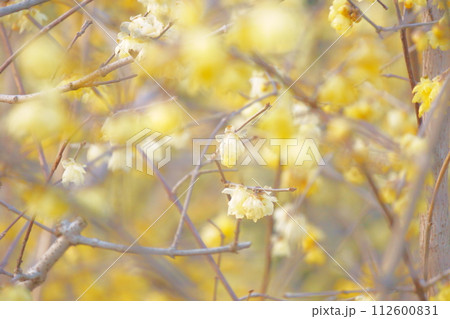 早春に咲く黄色い花　ロウバイ40 112600831