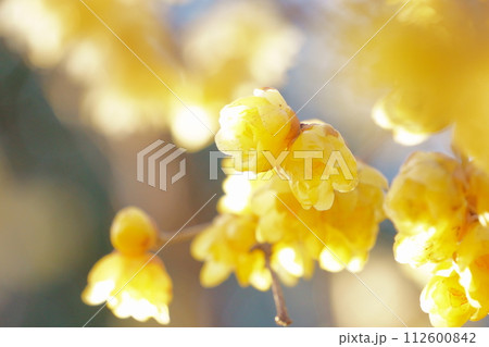 早春に咲く黄色い花　ロウバイ32 112600842
