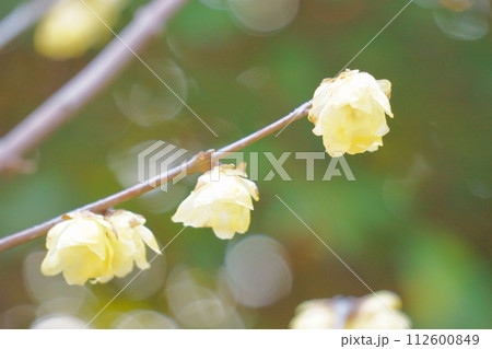 早春に咲く黄色い花　ロウバイ26 112600849