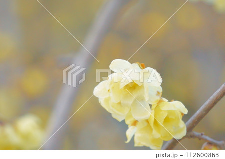 早春に咲く黄色い花 ロウバイ13 早春に咲く黄色い花 ロウバイ13 112600863