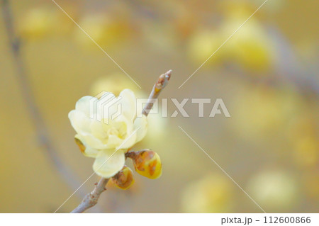 早春に咲く黄色い花　ロウバイ10 112600866