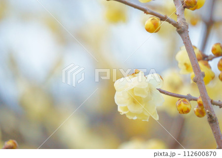 早春に咲く黄色い花　ロウバイ7 112600870