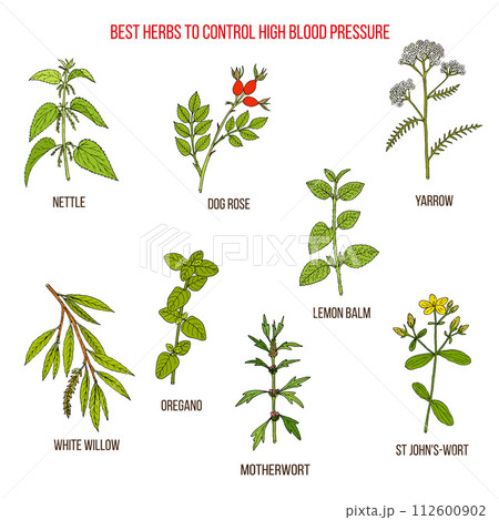 Best herbs to control high blood pressure Best herbs to control high blood pressure 112600902