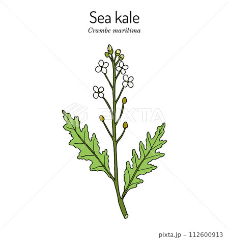 Seakale or crambe Crambe maritima , edible and medicinal plant Seakale or crambe Crambe maritima , edible and medicinal plant 112600913