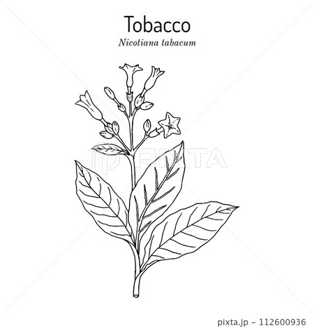 Tobacco plant Nicotiana tabacum . Botanical hand-drawn illustration 112600936