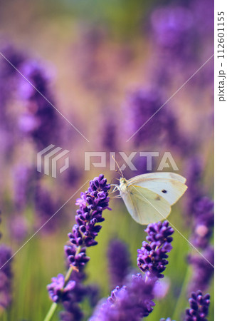 Pieris Butterfly sitting on Lavender Flower 112601155