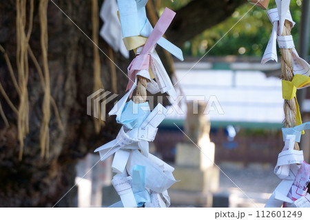 神社の境内に結ばれたおみくじ3 112601249