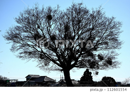 冬の晴れた日の風景 112601554