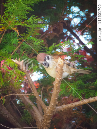 枝にとまったスズメの縦写真 112601700