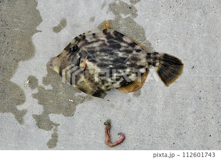 投げ釣りでカワハギが釣れた 112601743