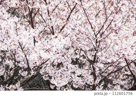 春のイメージ〜桜 春のイメージ〜桜 112601756