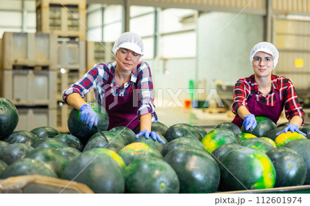 Female sorters working on watermelons sorting line in fruit processing factory Female sorters working on watermelons sorting line in fruit processing factory 112601974