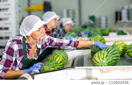 Female sorter working on watermelons sorting line in fruit processing factory Female sorter working on watermelons sorting line in fruit processing factory 112602036