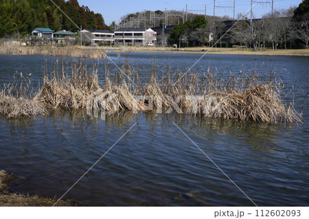 冬の大百池公園 112602093