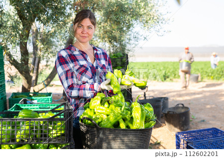 Farmer woman stacking green bell peppers in basket in farm backyard after harvest Farmer woman stacking green bell peppers in basket in farm backyard after harvest 112602201