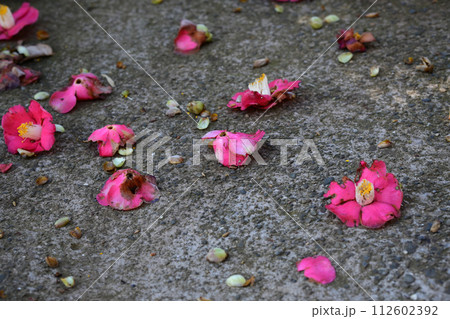 地面に落ちた椿の花 112602392