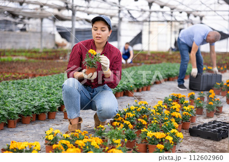 Young woman holding flower pot with marigolds 112602960