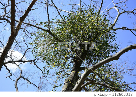 ヤドリギ 112603318