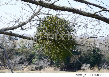 ヤドリギ 112603360