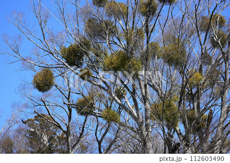 ケヤキの木に寄生したヤドリギ 112603490