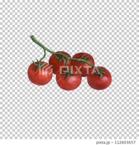 Cherry tomato on a branch  isolated on transparent background, watercolor illustration hand drawn, art for design and creativity. 112603657