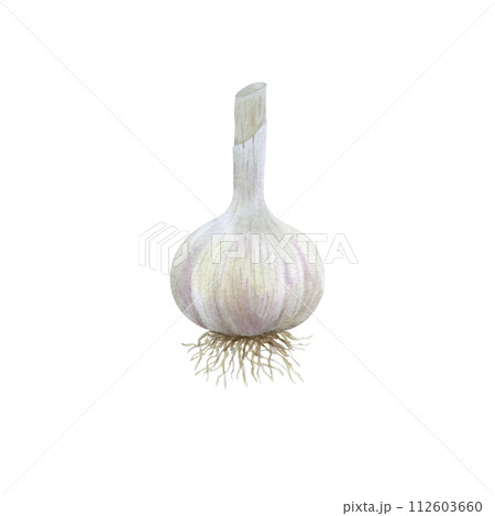 Watercolor illustration of garlic, vegetable isolated on transparent background. Art for design and creativity. Watercolor illustration of garlic, vegetable isolated on transparent background. Art for design and creativity. 112603660