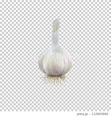 Watercolor illustration of garlic, vegetable isolated on transparent background. Art for design and creativity. Watercolor illustration of garlic, vegetable isolated on transparent background. Art for design and creativity. 112603660