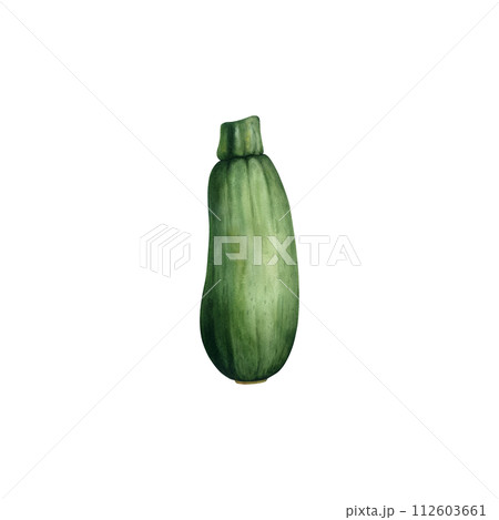 Zucchini watercolor illustration. Hand drawn clip art isolated ontransparent background. Vegetable botanical painting for design, kitchen print. Zucchini watercolor illustration. Hand drawn clip art isolated ontransparent background. Vegetable botanical painting for design, kitchen print. 112603661