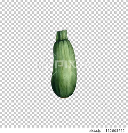 Zucchini watercolor illustration. Hand drawn clip art isolated ontransparent background. Vegetable botanical painting for design, kitchen print. Zucchini watercolor illustration. Hand drawn clip art isolated ontransparent background. Vegetable botanical painting for design, kitchen print. 112603661