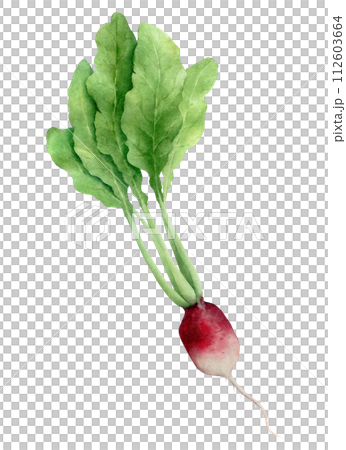 Radish watercolor illustration. Hand drawn vegetable isolated on transparent background. Drawing for creativity and design.  112603664