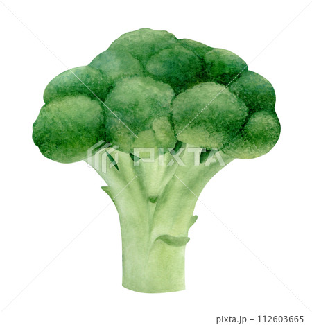 Fresh broccoli isolated on transparent background. Hand drawn watercolor botanical illustration. Art for design. 112603665